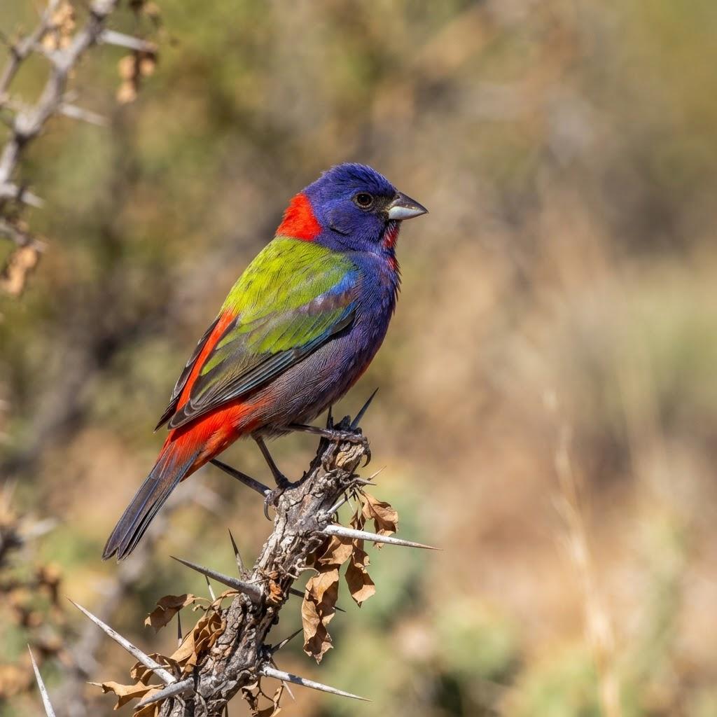 A male Varied Bunting with purple and red plumage on a desert branch