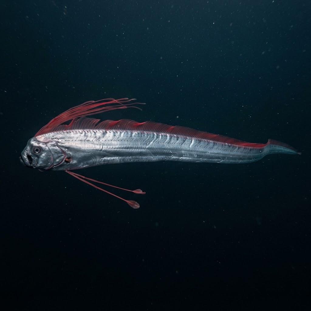 A Giant Oarfish swimming underwater in side profile