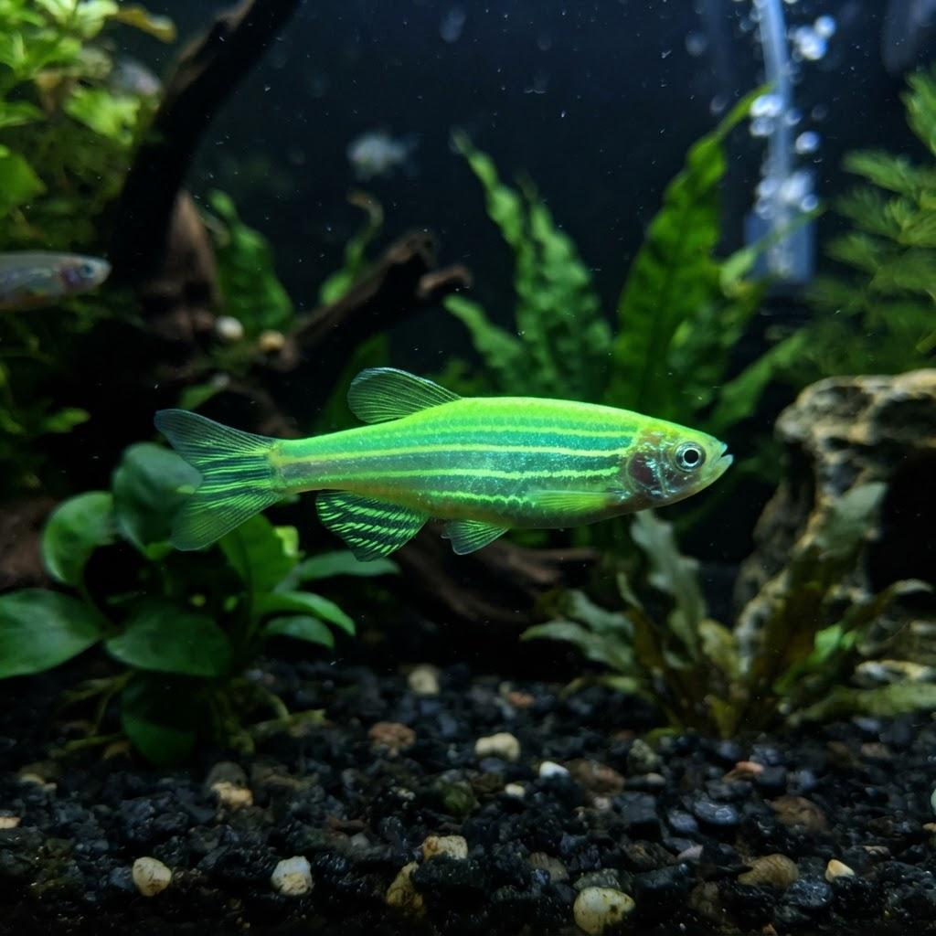 A GloFish Danio swimming underwater in side profile